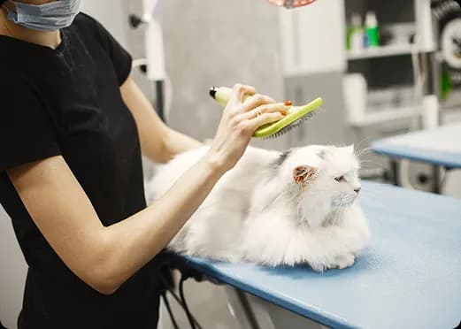 Pet Grooming